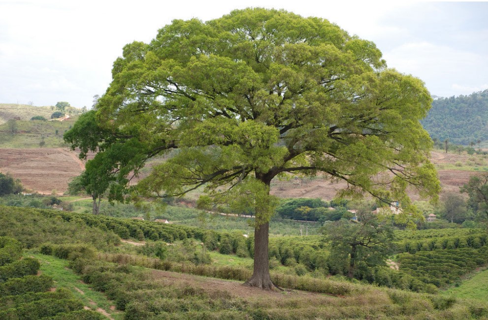 Myrocarpus frondosus